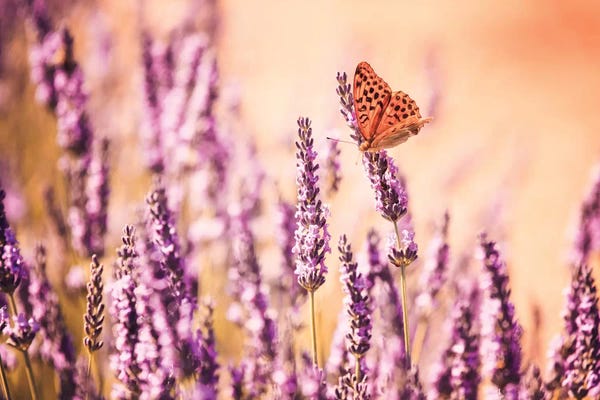 Butterfly In Lavender Field, Provence, France