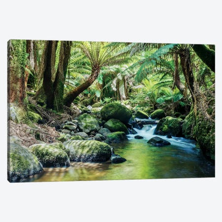 River In The Tasmanian Rainforest Canvas Print #TEO243} by Matteo Colombo Canvas Art