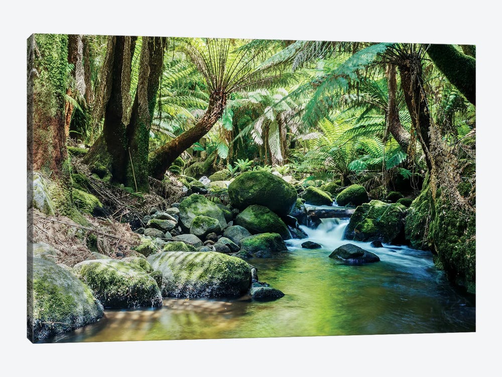 River In The Tasmanian Rainforest by Matteo Colombo 1-piece Canvas Art