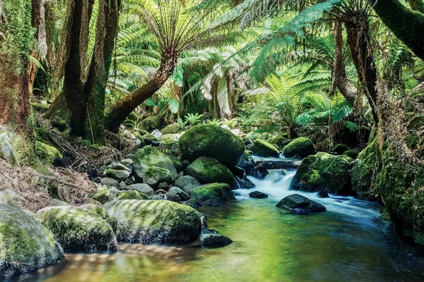 Oceania: River In The Tasmanian Rainforest by Matteo Colombo
