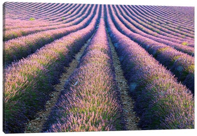 Rows Of Lavender In Provence Canvas Art Print - Garden & Floral Landscape Art