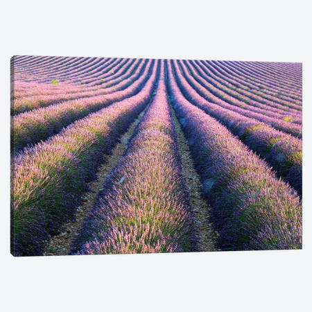Rows Of Lavender In Provence Canvas Print #TEO245} by Matteo Colombo Canvas Print