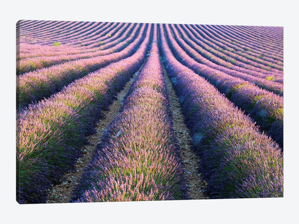 Rows Of Lavender In Provence by Matteo Colombo 1-piece Canvas Art