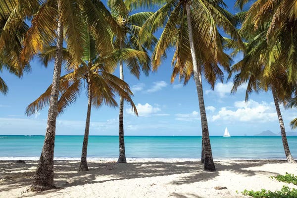 Large Photography - Canvas Prints: Sail Boat In The Caribbean Sea by Matteo Colombo