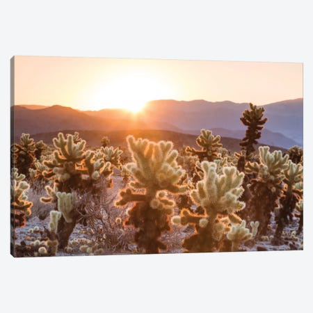 Cactus Garden, Joshua Tree National Park, California, USA Canvas Print #TEO25} by Matteo Colombo Canvas Print