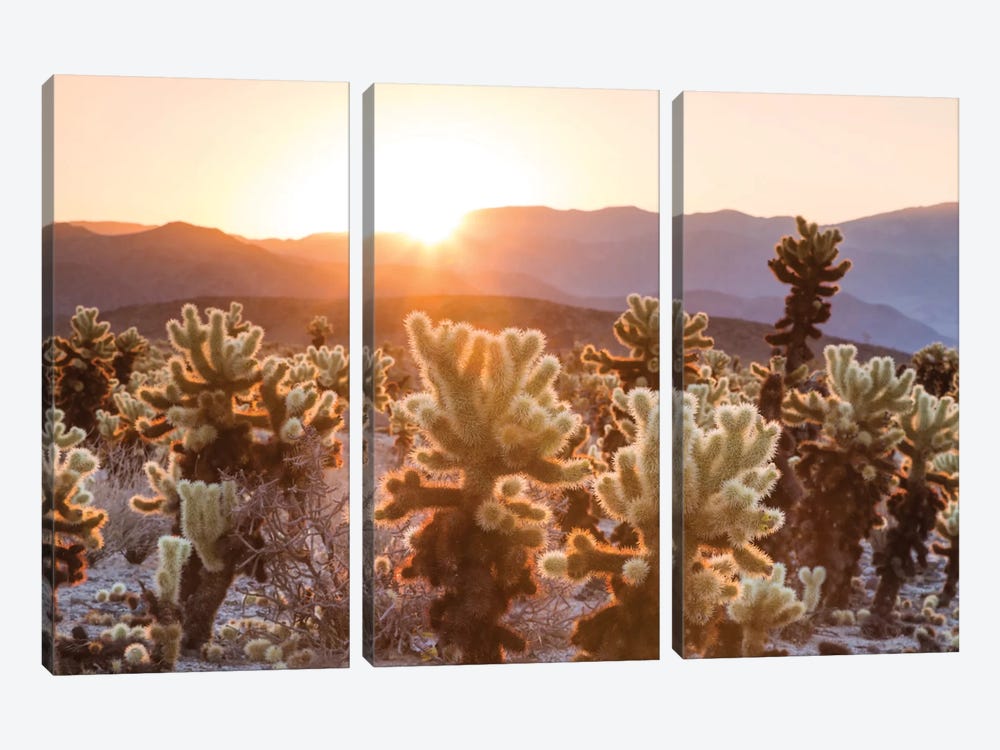 Cactus Garden, Joshua Tree National Park, California, USA by Matteo Colombo 3-piece Canvas Print