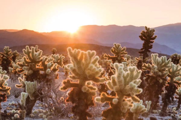 Spring: Cactus Garden, Joshua Tree National Park, California, USA by Matteo Colombo