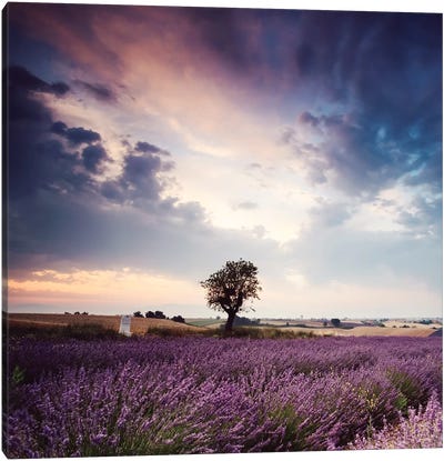Tree In Lavender Field, Provence Canvas Art Print - Ultra Earthy