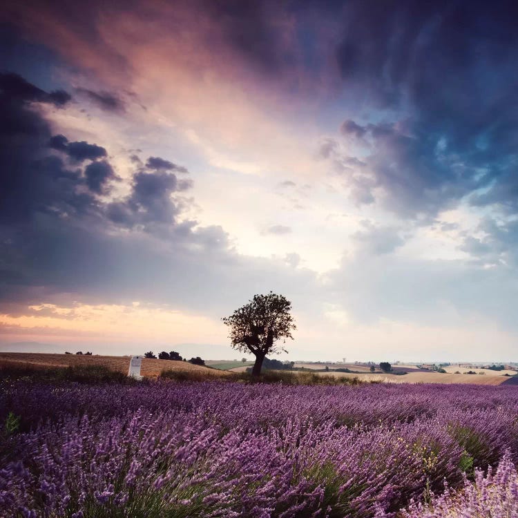 Tree In Lavender Field, Provence