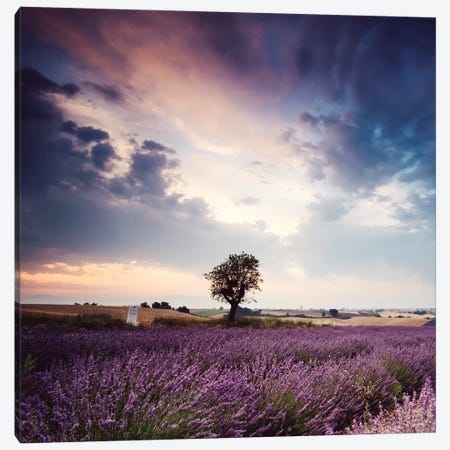 Tree In Lavender Field, Provence Canvas Print #TEO268} by Matteo Colombo Canvas Art