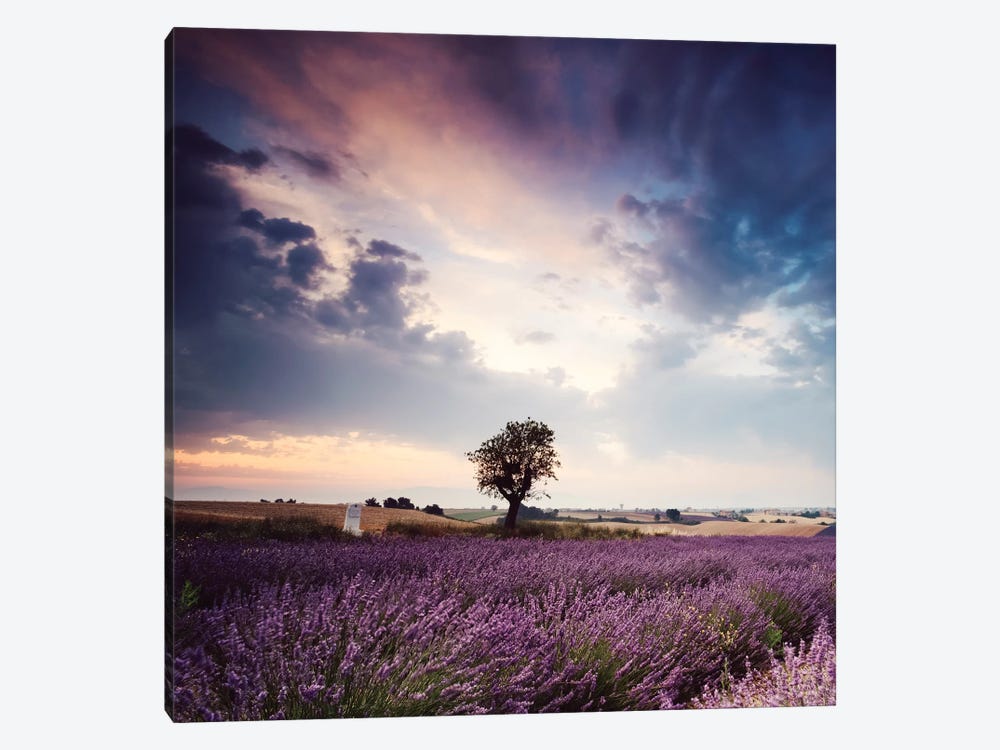 Tree In Lavender Field, Provence by Matteo Colombo 1-piece Canvas Art Print