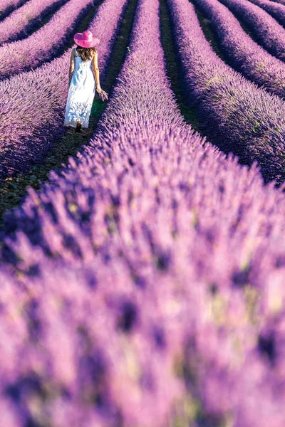 Herbs: Woman In A Lavender Field, Provence by Matteo Colombo