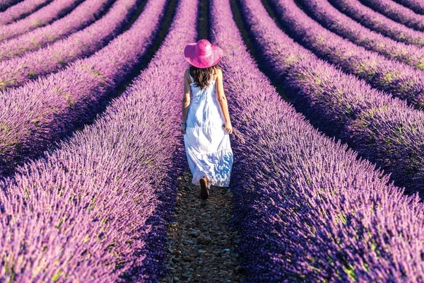 Figurative Photography: Woman Walking In The Lavender, Provence by Matteo Colombo