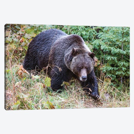 Grizzly Bear I Canvas Print #TEO287} by Matteo Colombo Art Print
