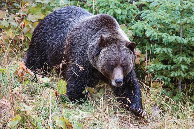 Grizzly Bear I by Matteo Colombo wall art