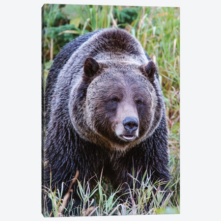 Grizzly Bear II Canvas Print #TEO288} by Matteo Colombo Canvas Wall Art
