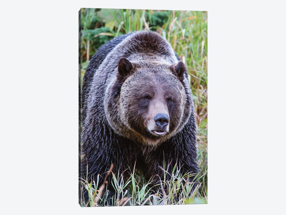 Grizzly Bear II by Matteo Colombo 1-piece Art Print
