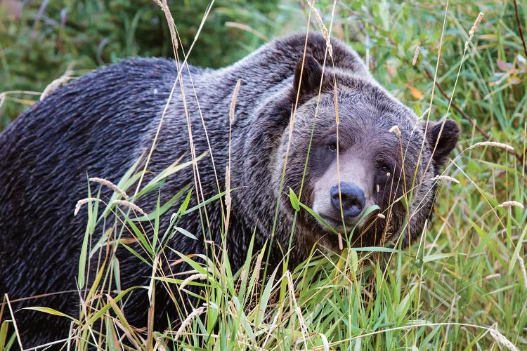 Grizzly Bear III by Matteo Colombo wall art