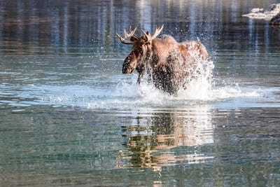Moose Crossing by Matteo Colombo framed canvas print