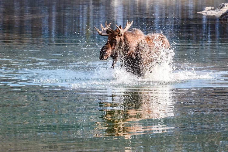 Moose Crossing