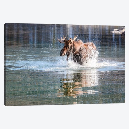 Moose Crossing Canvas Print #TEO294} by Matteo Colombo Canvas Art