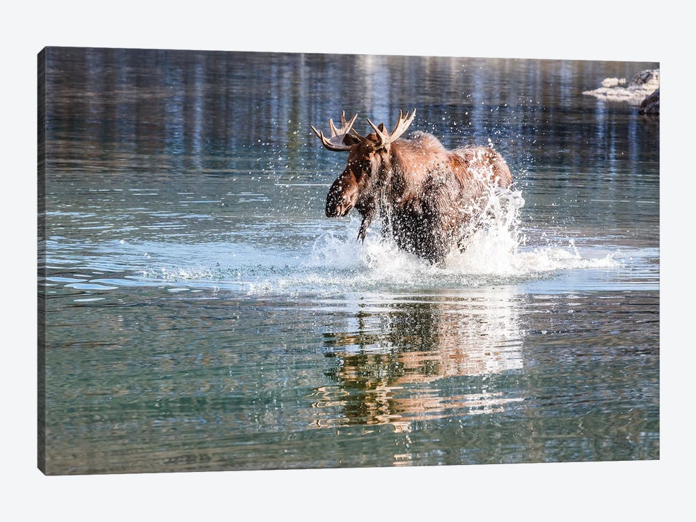 Moose Crossing by Matteo Colombo 1-piece Canvas Artwork