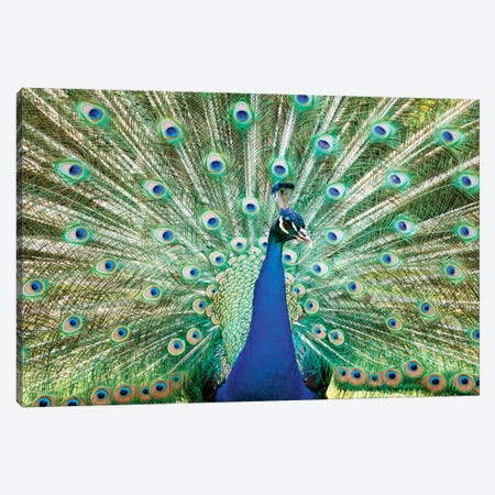 Colorful Peacock Canvas Print #TEO30} by Matteo Colombo Canvas Print