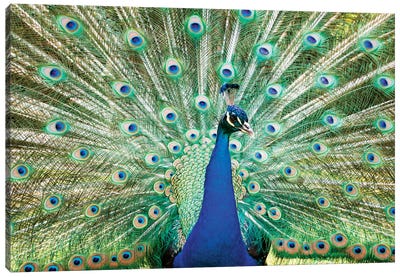 Colorful Peacock Canvas Art Print - Peacock Art