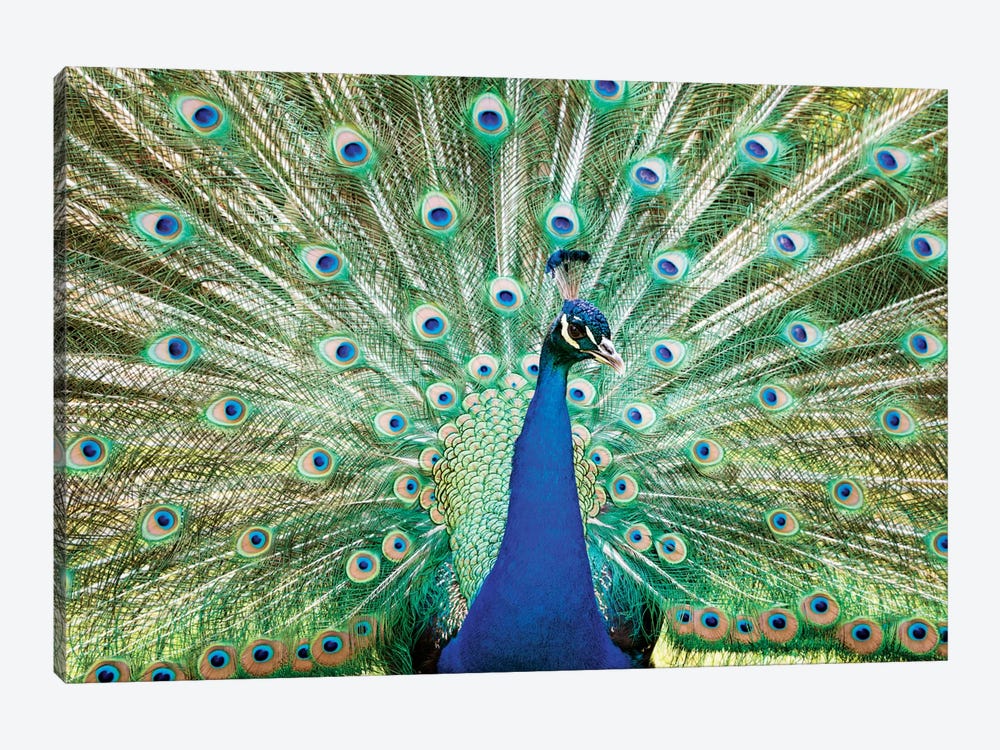 Colorful Peacock by Matteo Colombo 1-piece Art Print