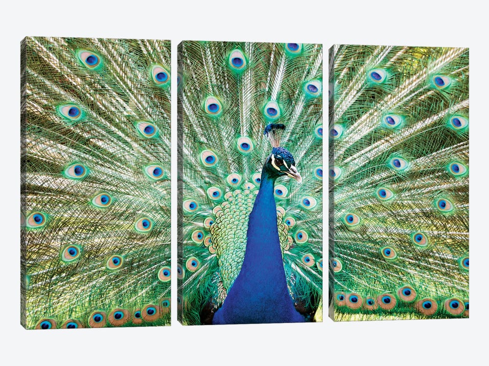 Colorful Peacock by Matteo Colombo 3-piece Canvas Art Print