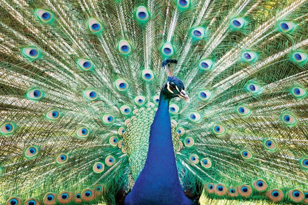 Peacocks: Colorful Peacock by Matteo Colombo