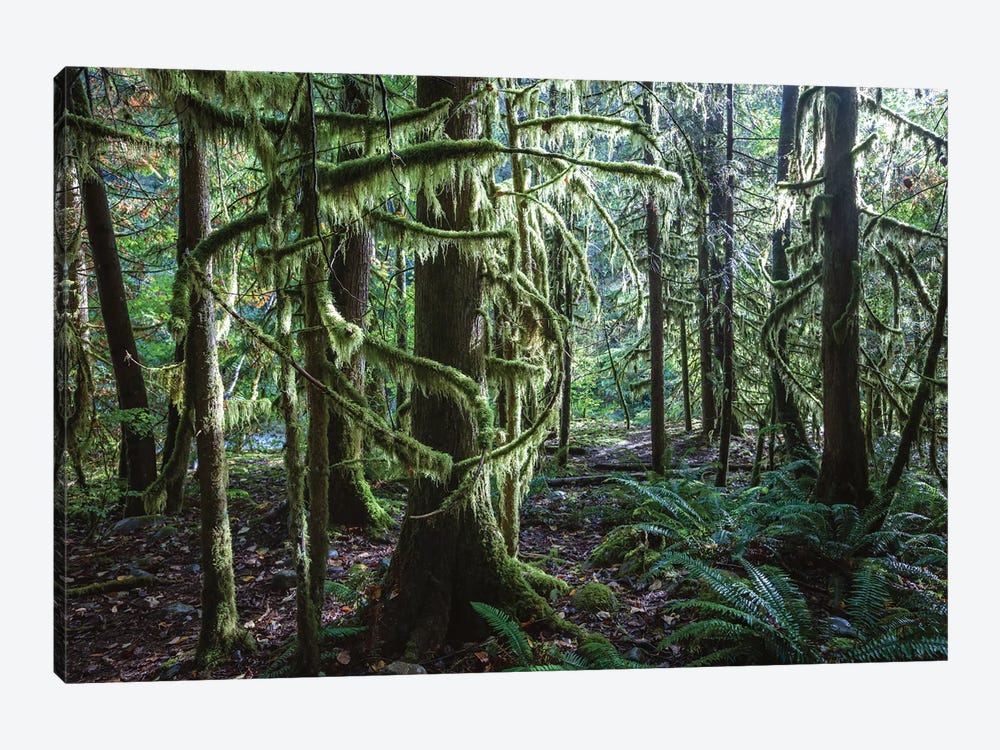 Rainforest, Vancouver, Canada by Matteo Colombo 1-piece Canvas Art