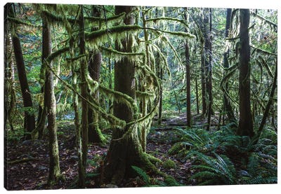Rainforest, Vancouver, Canada Canvas Art Print - British Columbia Art
