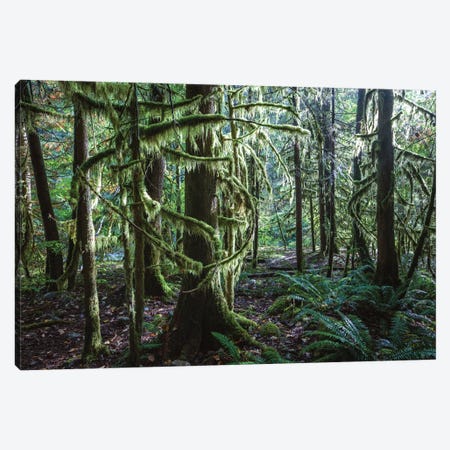 Rainforest, Vancouver, Canada Canvas Print #TEO319} by Matteo Colombo Canvas Art