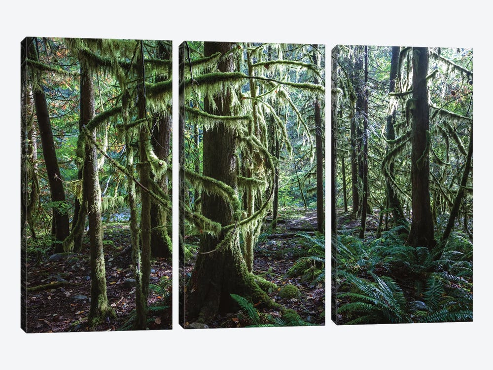 Rainforest, Vancouver, Canada by Matteo Colombo 3-piece Canvas Artwork