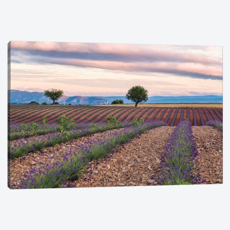 Countryside Landscape At Sunrise, Provence, France Canvas Print #TEO32} by Matteo Colombo Canvas Art Print