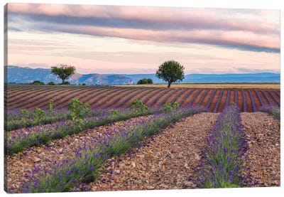 Countryside Landscape At Sunrise, Provence, France Canvas Art Print