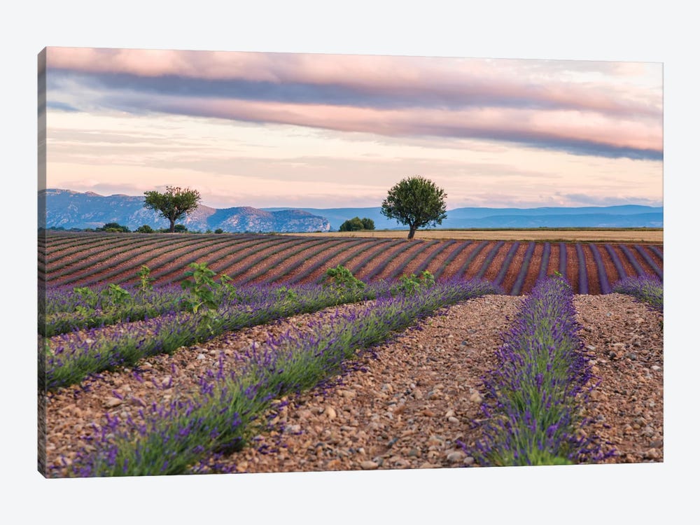 Countryside Landscape At Sunrise, Provence, France by Matteo Colombo 1-piece Canvas Art Print