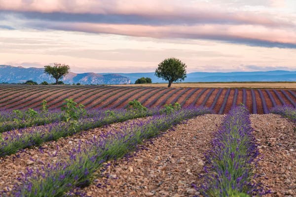 Provence-Alpes-Côte d'Azur: Countryside Landscape At Sunrise, Provence, France by Matteo Colombo