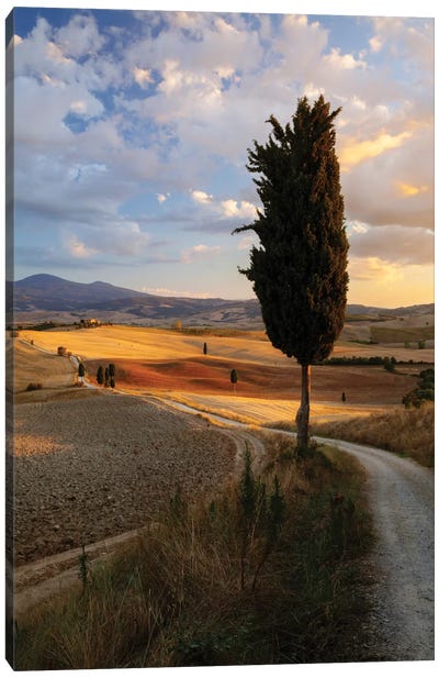 Countryside Sunset, Val d'Orcia, Tuscany, Italy Canvas Art Print - Cypress Trees