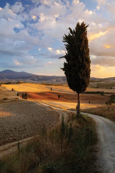Cypress Trees: Countryside Sunset, Val d'Orcia, Tuscany, Italy by Matteo Colombo