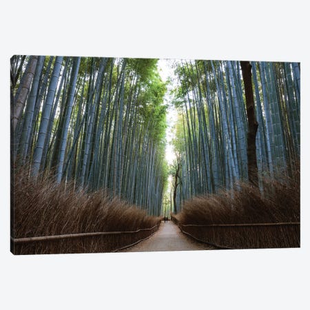 Arashiyama Bamboo Forest, Kyoto, Japan Canvas Print #TEO345} by Matteo Colombo Canvas Wall Art