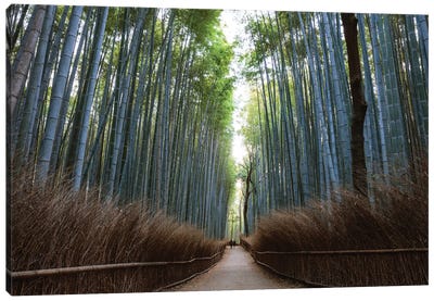 Arashiyama Bamboo Forest, Kyoto, Japan Canvas Art Print - Bamboo Art