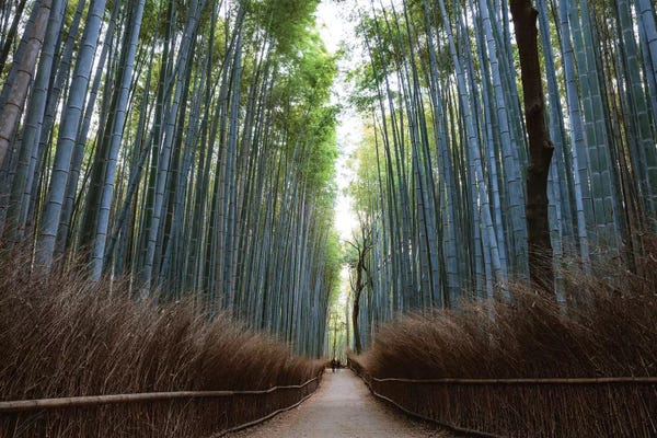 Zen Décor: Arashiyama Bamboo Forest, Kyoto, Japan by Matteo Colombo