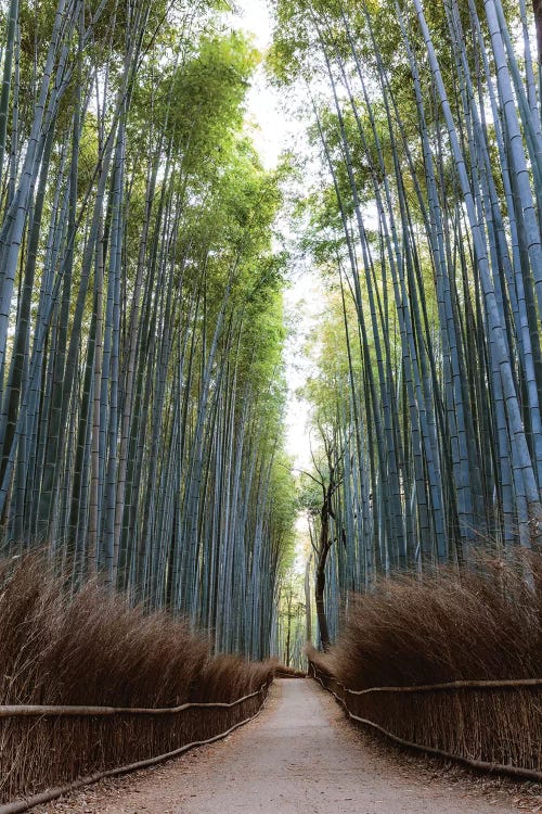 Arashiyama Bamboo Grove, Kyoto, Japan