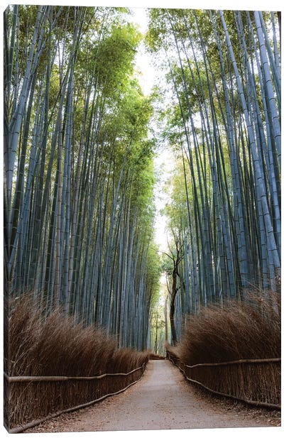 Arashiyama Bamboo Grove, Kyoto, Japan Canvas Art Print - Bamboo Art