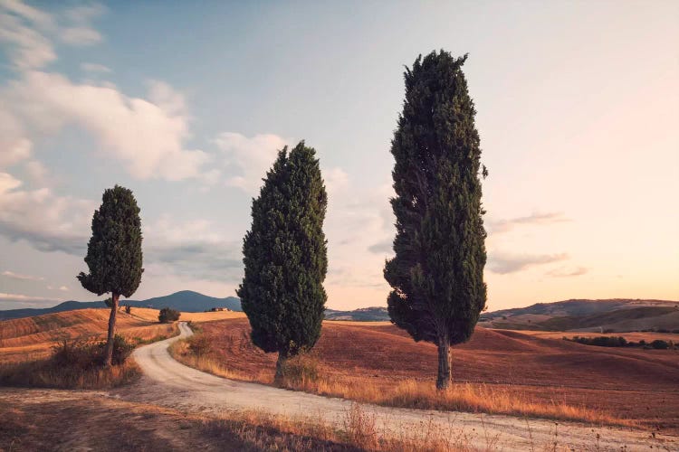 Cypress Lined Road, Tuscany, Italy