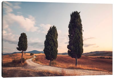 Cypress Lined Road, Tuscany, Italy Canvas Art Print - Cypress Tree Art