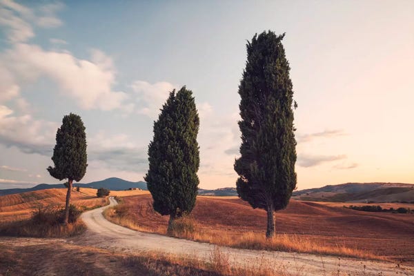 Photography: Cypress Lined Road, Tuscany, Italy by Matteo Colombo
