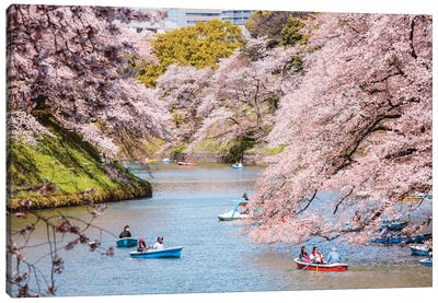 Cherry Blossom In Tokyo, Japan II Canvas Art Print - Blossom Art